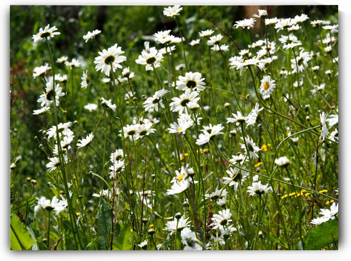 Where the Flowers Grow in the Scottish Highlands                                                                                                                      by Catriona Roberts Nature Photography and Designs