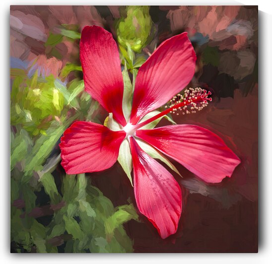 Star of Texas Swamp Hibiscus Bloom X14 3 by Rich Franco