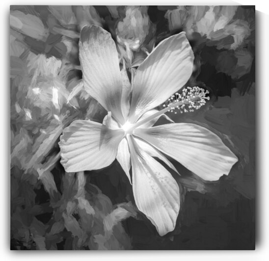 Star of Texas Swamp Hibiscus Bloom X14 4 by Rich Franco