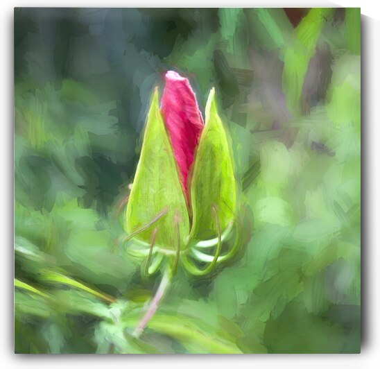 Star of Texas Swamp Hibiscus Bloom X14 1 by Rich Franco