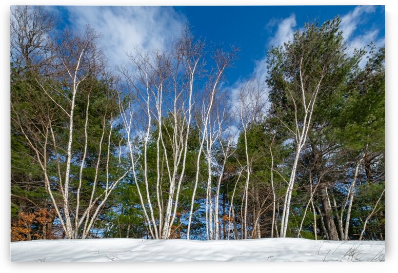 Birches on the Hill by Dave Therrien