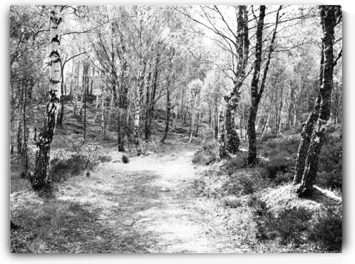Serene Spring Forest in the Scottish Highlands                                                                                                                      by Catriona Roberts Nature Photography and Designs
