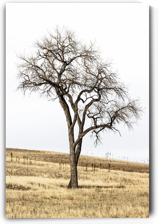 Solitude in Twisted Branches by B Zolle