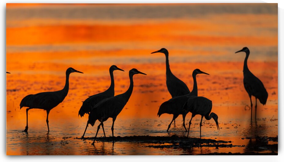 Sandhills at Sunset by Joe Riederer