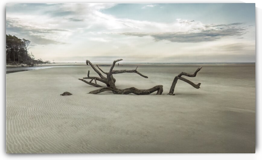 Beach Tree Relics by Norma Brandsberg Photography