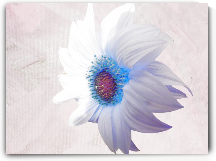 Delicate White Sunflower on  a Pale Abstract Background by Catriona Roberts Nature Photography and Designs