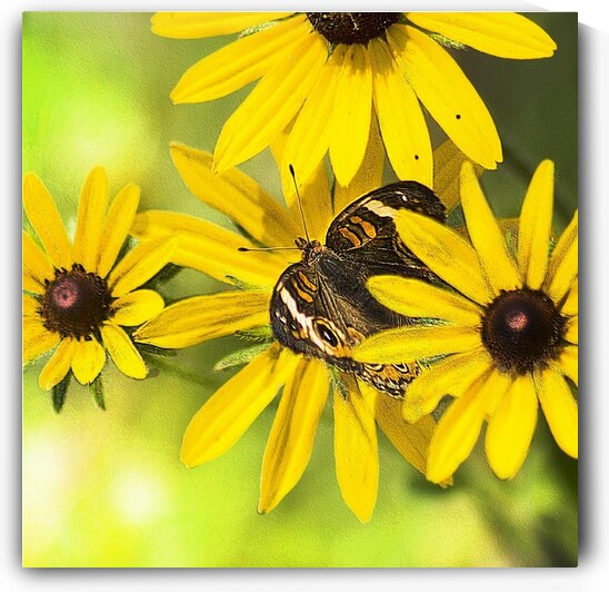 Summer art by Kays Fine Art 