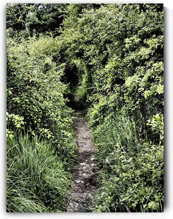 Secret Trail through the Scottish Highlands                                                                                                                      by Catriona Roberts Nature Photography and Designs