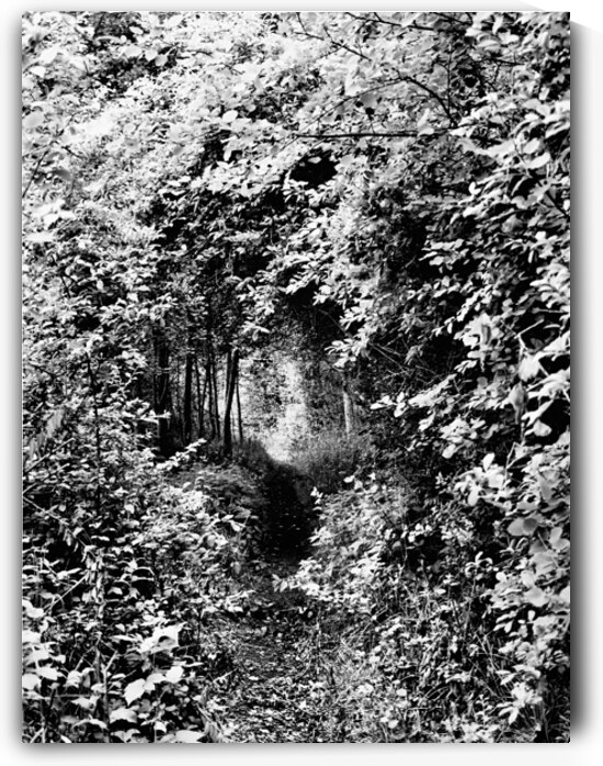 Monochrome Forest through the Scottish Highlands                                                                                                                      by Catriona Roberts Nature Photography and Designs