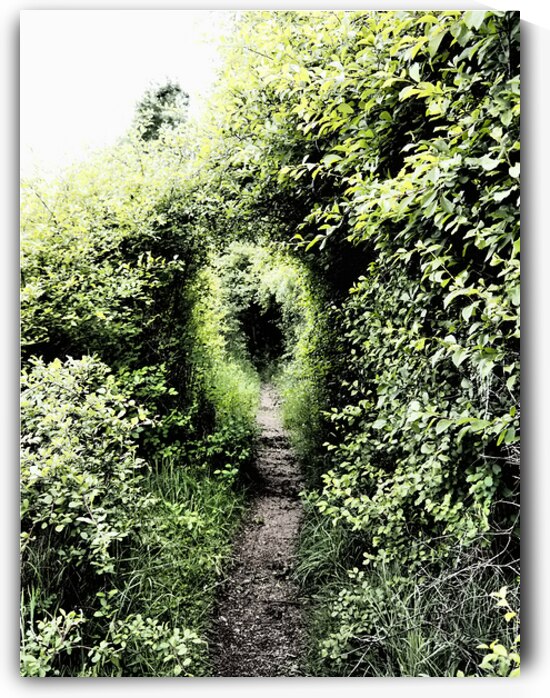 Natures Flow through the Scottish Highlands                                                                                                                      by Catriona Roberts Nature Photography and Designs