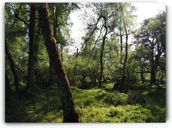 Springs Sunlit Forest in the Scottish Highlands                                                                                                                      by Catriona Roberts Nature Photography and Designs