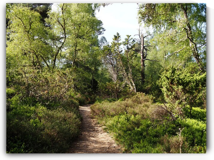  Springs Salute for the Scottish Highlands                                                                                                                     by Catriona Roberts Nature Photography and Designs