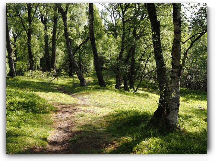   Birch Forest Path in the Scottish Highlands                                                                                                                    by Catriona Roberts Nature Photography and Designs