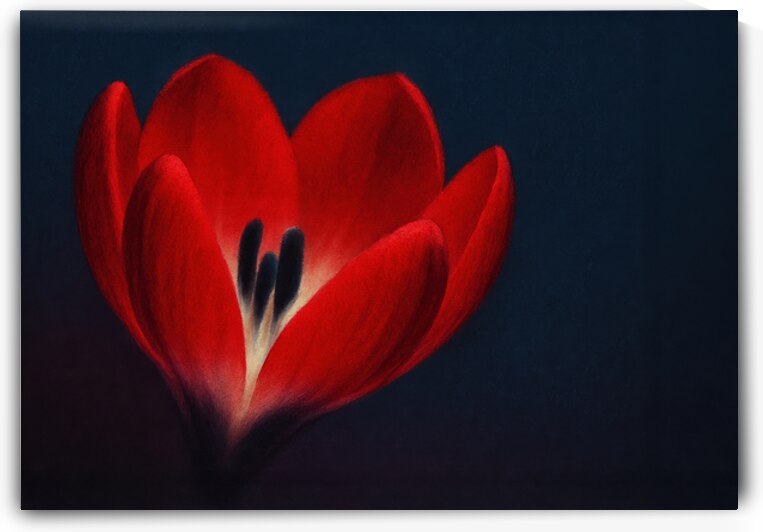  Artistic Red Tulip in Shadow   GIA2501 0443 ILU by JordiCarrio