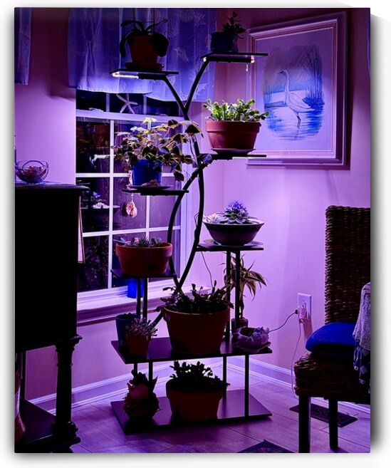 Plants in Light and Shade by Bill Swartwout Photography