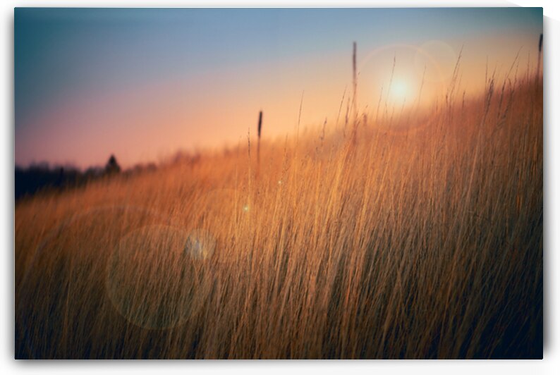 Winter Grass on the Preserve by Jason Fink