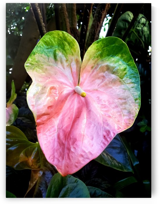 The Heart of the Plant by The NC Geek