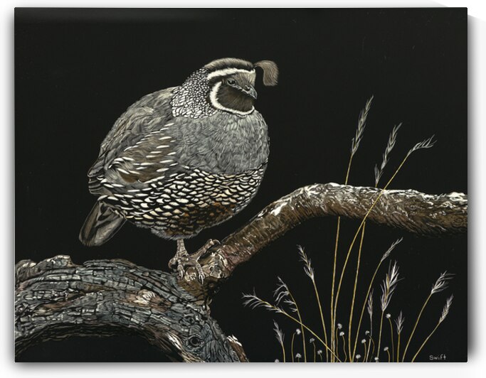 California Quail  by Sonja Jones   BYOB Artwork