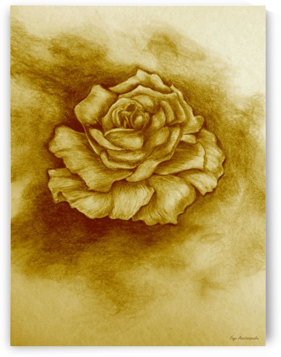 Golden Rose by Faye Anastasopoulou