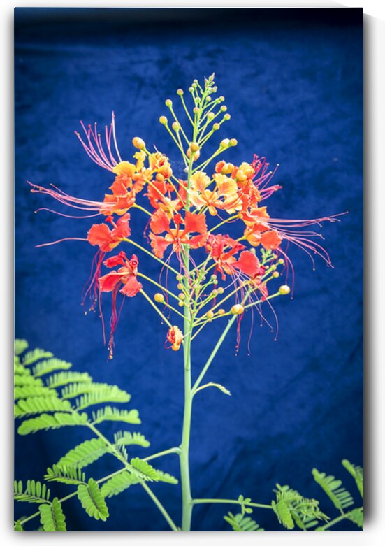 Red and Orange Caesalpinia Blossoms X1 1 by Rich Franco