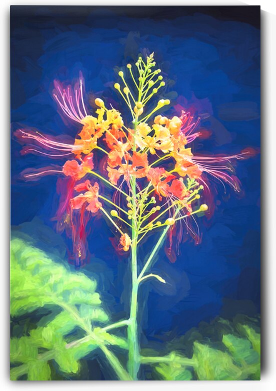 Red and Orange Caesalpinia Blossoms X1 3 by Rich Franco