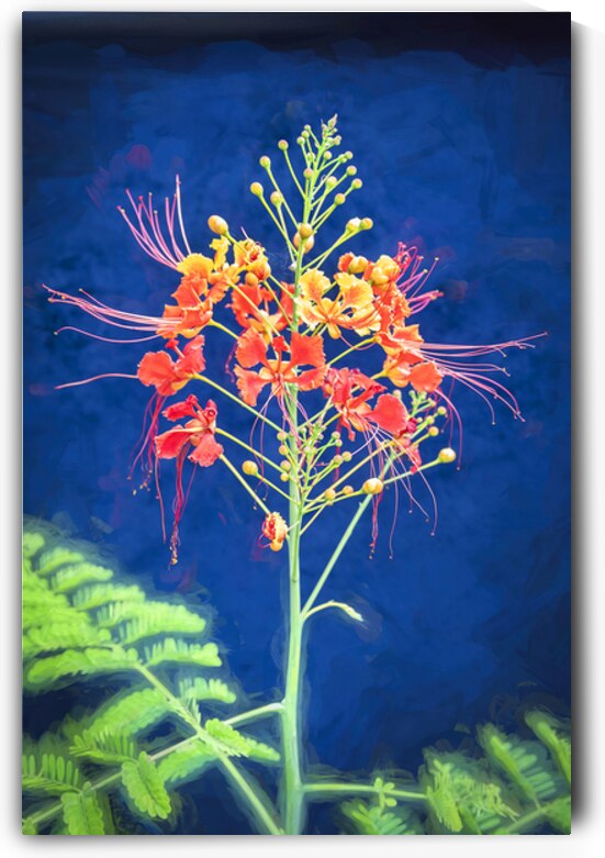 Red and Orange Caesalpinia Blossoms X1 4 by Rich Franco