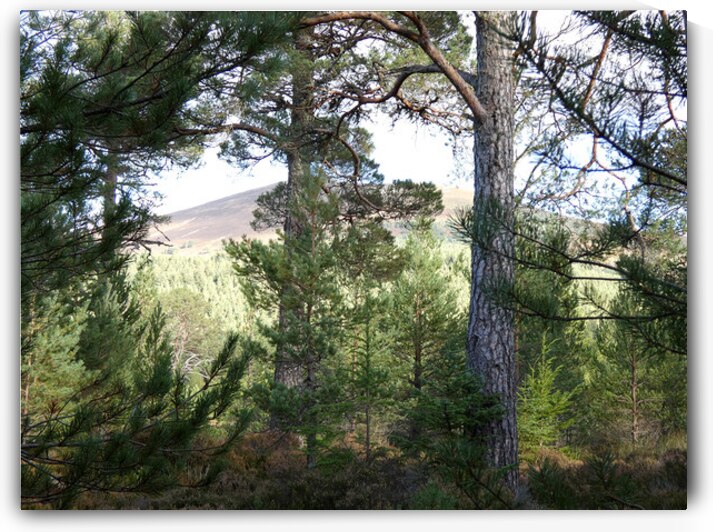 Scottish Highlands Summer Woodland by Catriona Roberts Nature Photography and Designs