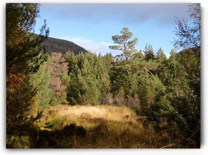 Scottish Highlands Forest View by Catriona Roberts Nature Photography and Designs