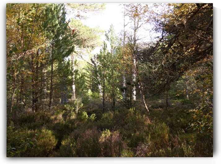 Summer Highlands Summer Forest by Catriona Roberts Nature Photography and Designs