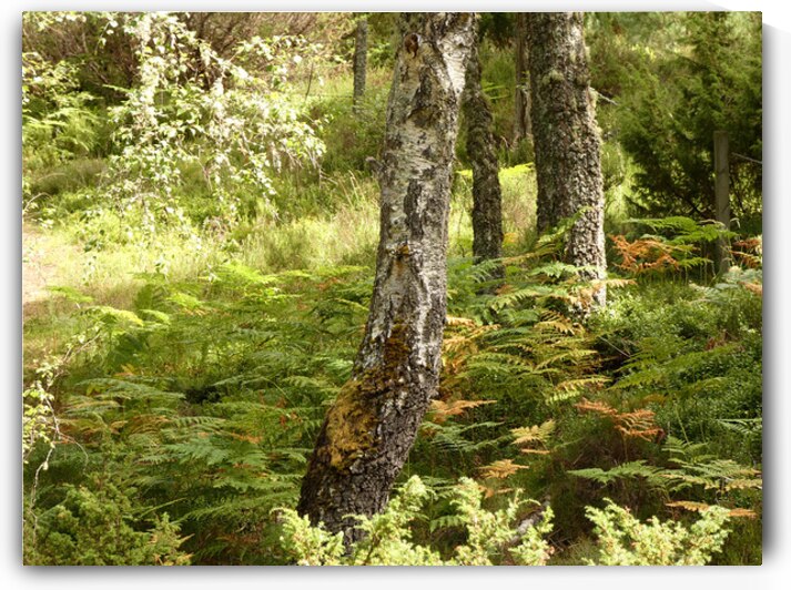 Scottish Highlands Birch Tree Summer by Catriona Roberts Nature Photography and Designs