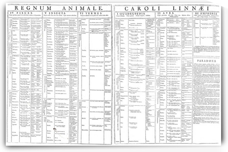 1735 Linnaean Animal Taxonomy Chart – Foundational Scientific Diagram by Carl Linnaeus Depicting Early System for Classifying Animal Species Using Binomial Nomenclature Principles by History In Your Home