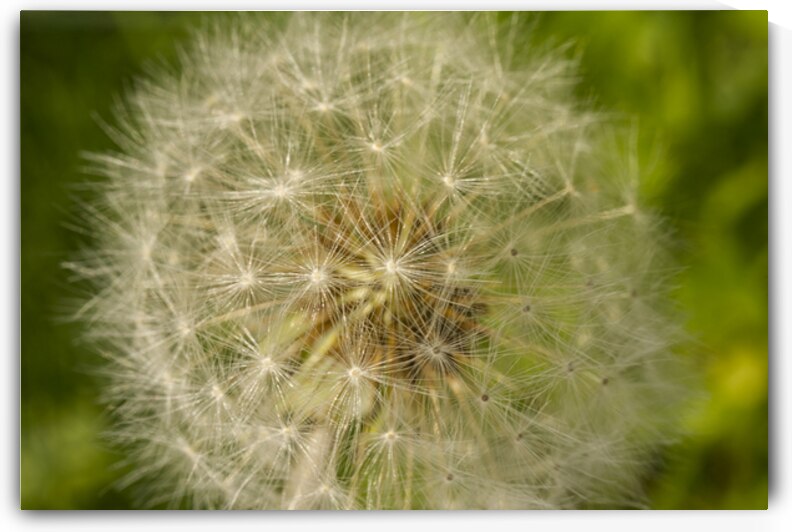 Dandelion Puffball Globe by Iris H Richardson