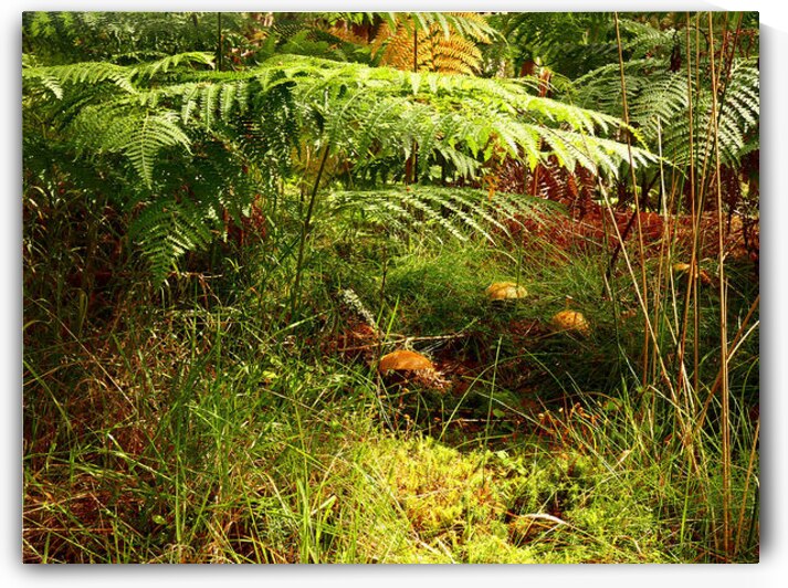 Mushrooms Amidst the Ferns  by Catriona Roberts Nature Photography and Designs
