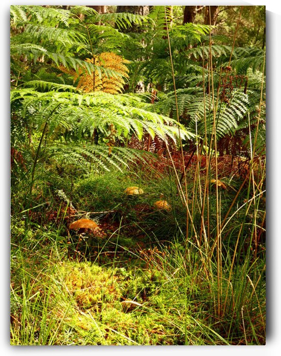 Forest Mushrooms with Ferns by Catriona Roberts Nature Photography and Designs