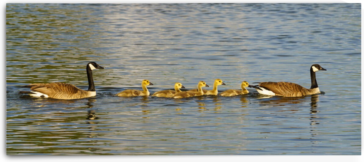 Goose Family Outing Pano by Jennifer White