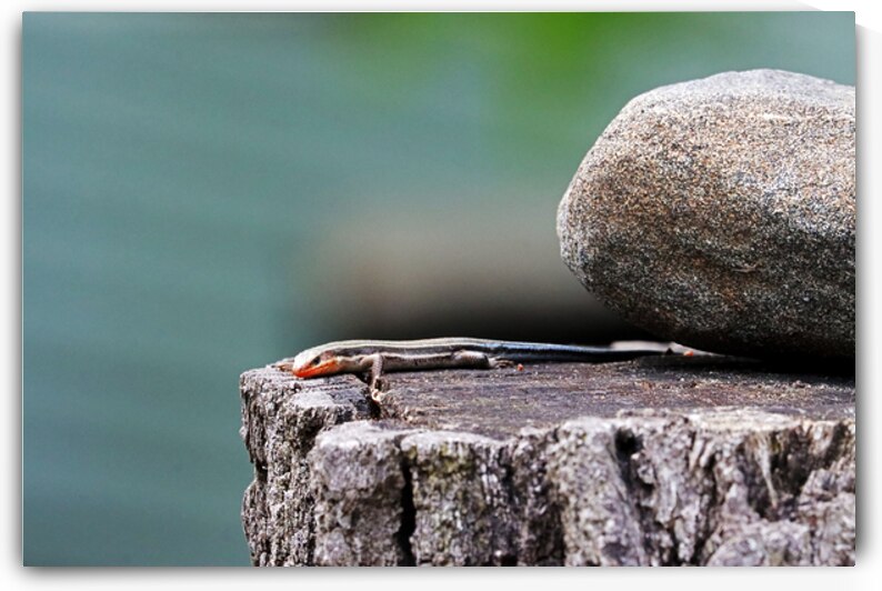 Juvenile Five Lined Skink by Deb Oppermann