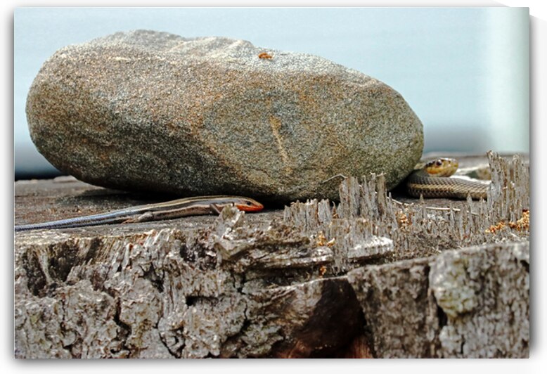 Five Lined Skink And Garter Snake by Deb Oppermann