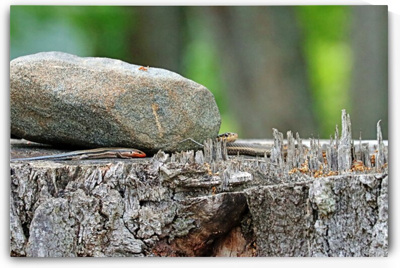 Skink And Snake by Deb Oppermann
