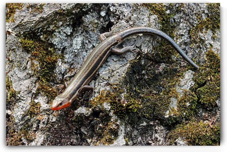 Male Five Lined Skink by Deb Oppermann