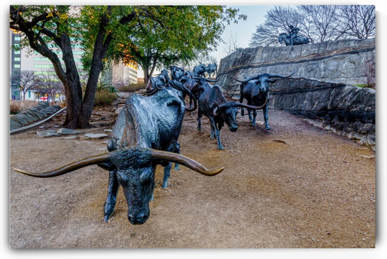 Looking Down Dallas Bull Run by Jennifer White