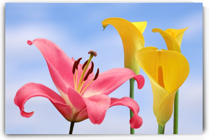 Oriental Pink Lily with Yellow Calla Lilies by Gill Billington
