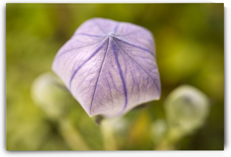 Purple Balloon Flower Closed by Iris H Richardson