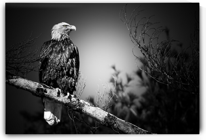 Bald Eagle BW by Michelle Ainslie