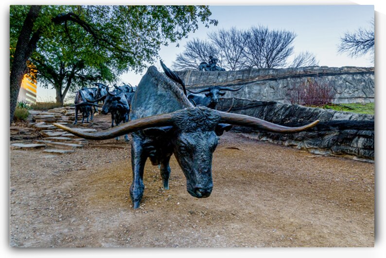 Bull Steer Statue Dallas by Jennifer White