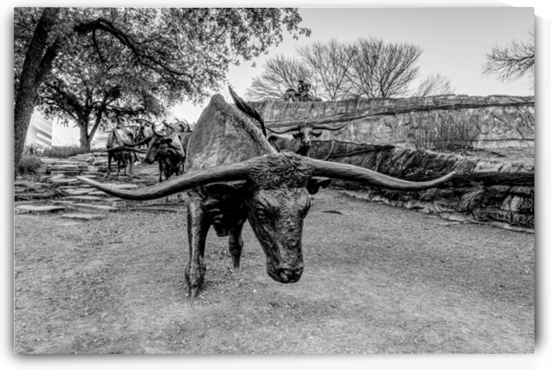 Bull Steer Statue Dallas Grayscale by Jennifer White