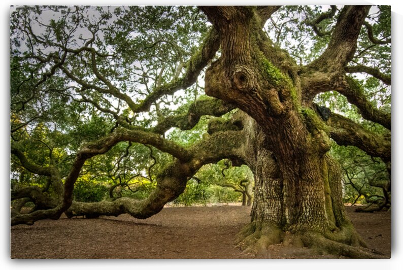 South Carolina Majestic Angel Oak by Norma Brandsberg Photography