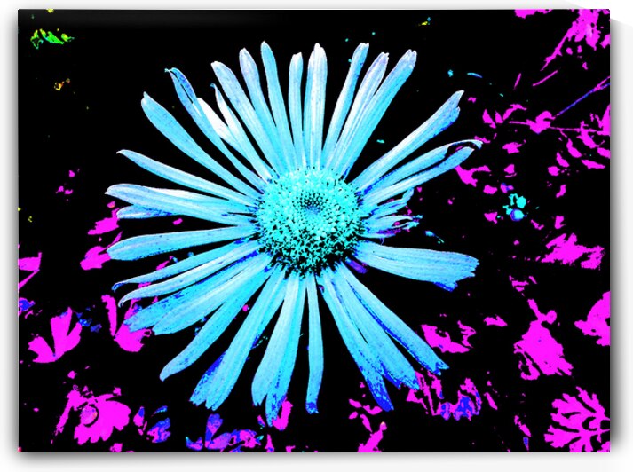 Abstract Blue and Pink Daisy by Catriona Roberts Nature Photography and Designs