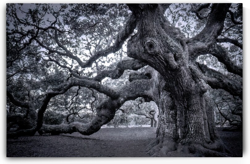 Charleston Historic Tree Black and White by Norma Brandsberg Photography