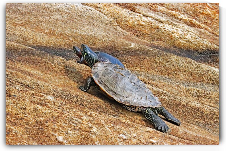 Map And Painted Turtles by Deb Oppermann