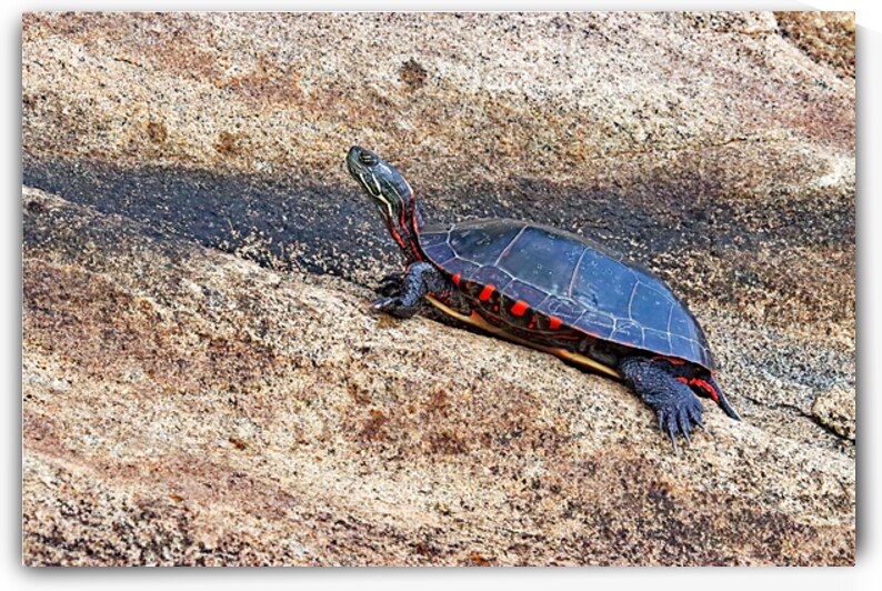 Sticking It s Neck Out by Deb Oppermann